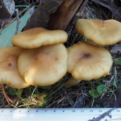 Armillaria luteobubalina at Paddys River, ACT - 10 Jun 2016 11:02 AM