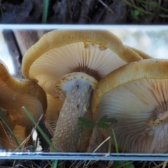 Armillaria luteobubalina at Paddys River, ACT - 10 Jun 2016 11:02 AM