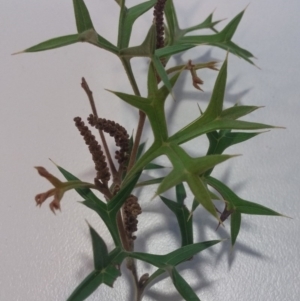 Grevillea ramosissima subsp. ramosissima at Paddys River, ACT - 17 Jun 2016