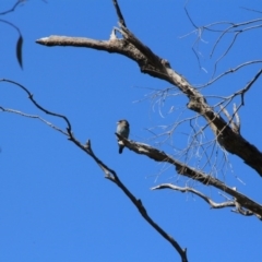 Eurystomus orientalis at Canberra Central, ACT - 15 Jan 2016