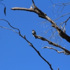 Eurystomus orientalis at Canberra Central, ACT - 15 Jan 2016