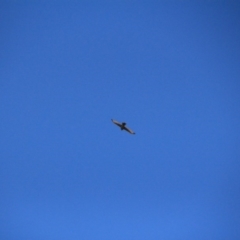 Tachyspiza fasciata (Brown Goshawk) at Watson, ACT - 15 Jan 2016 by petersan