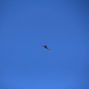 Accipiter fasciatus at Watson, ACT - 15 Jan 2016