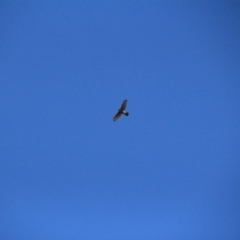 Accipiter fasciatus at Watson, ACT - 15 Jan 2016