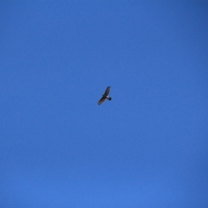 Accipiter fasciatus at Watson, ACT - 15 Jan 2016