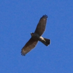 Accipiter fasciatus at Watson, ACT - 15 Jan 2016