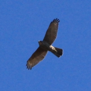 Tachyspiza fasciata at Watson, ACT - 15 Jan 2016