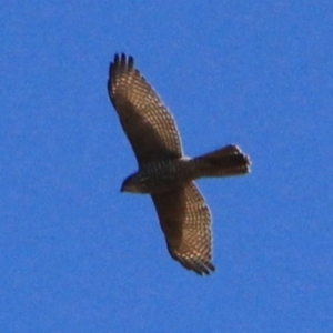 Tachyspiza fasciata at Watson, ACT - 15 Jan 2016