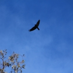 Corvus coronoides (Australian Raven) at Canberra Central, ACT - 30 May 2016 by petersan