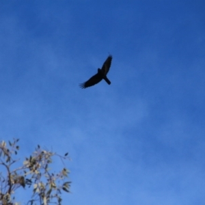 Corvus coronoides at Canberra Central, ACT - 31 May 2016