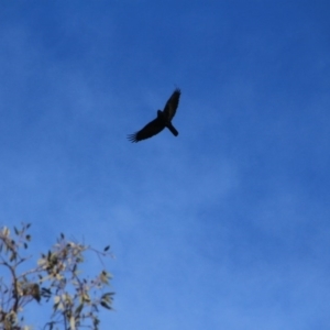 Corvus coronoides at Canberra Central, ACT - 31 May 2016 12:00 AM