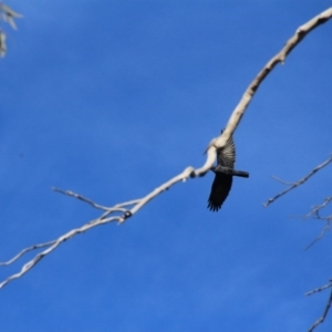 Corvus coronoides at Canberra Central, ACT - 31 May 2016