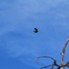 Corvus coronoides at Canberra Central, ACT - 31 May 2016 12:00 AM