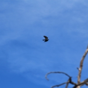 Corvus coronoides at Canberra Central, ACT - 31 May 2016 12:00 AM