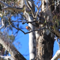 Petroica boodang (Scarlet Robin) at Canberra Central, ACT - 12 Jun 2016 by petersan