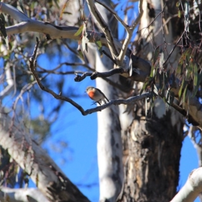 Petroica boodang (Scarlet Robin) at Canberra Central, ACT - 12 Jun 2016 by petersan