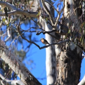 Petroica boodang at Canberra Central, ACT - 13 Jun 2016 12:00 AM