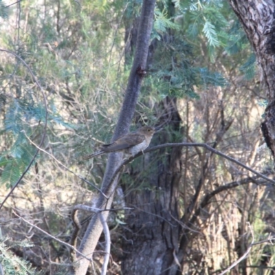 Cacomantis flabelliformis (Fan-tailed Cuckoo) at Mount Majura - 25 Feb 2016 by petersan