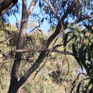 Cacomantis flabelliformis at Canberra Central, ACT - 26 Feb 2016