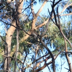 Cacomantis flabelliformis at Canberra Central, ACT - 26 Feb 2016