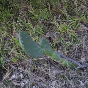 Opuntia sp. at Gowrie, ACT - 12 Jun 2016 04:28 PM