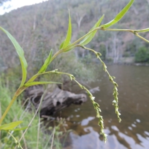 Persicaria hydropiper at Kambah Pool - 23 Feb 2016