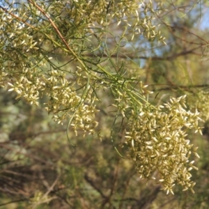 Cassinia quinquefaria at Kambah Pool - 23 Feb 2016