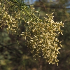 Cassinia quinquefaria at Kambah Pool - 23 Feb 2016