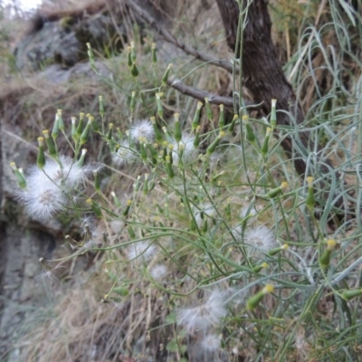 Senecio quadridentatus (Cotton Fireweed) at Kambah Pool - 23 Feb 2016 by MichaelBedingfield