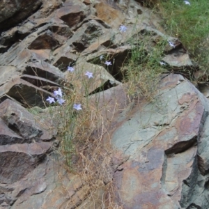 Wahlenbergia sp. at Kambah Pool - 23 Feb 2016 07:11 PM