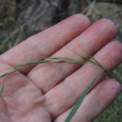 Microlaena stipoides (Weeping Grass) at Kambah Pool - 23 Feb 2016 by michaelb