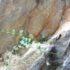 Asplenium flabellifolium (Necklace Fern) at Kambah Pool - 23 Feb 2016 by MichaelBedingfield