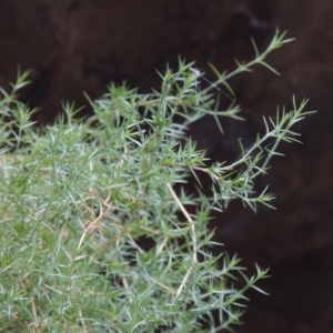 Stellaria pungens at Kambah Pool - 23 Feb 2016