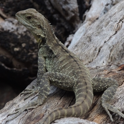 Intellagama lesueurii howittii (Gippsland Water Dragon) at Kambah Pool - 23 Feb 2016 by MichaelBedingfield
