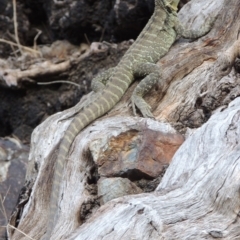 Intellagama lesueurii howittii at Kambah Pool - 23 Feb 2016