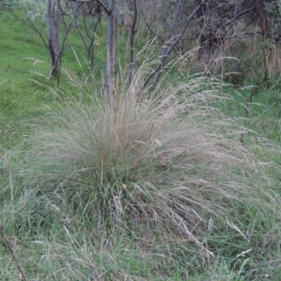 Poa labillardierei (Common Tussock Grass, River Tussock Grass) at Kambah Pool - 23 Feb 2016 by MichaelBedingfield