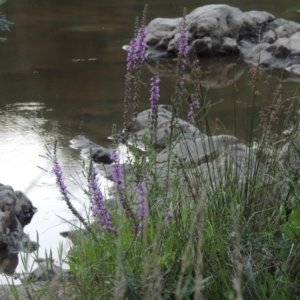 Lythrum salicaria at Kambah Pool - 23 Feb 2016