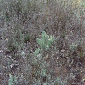 Lavandula stoechas at Isaacs, ACT - 18 Jun 2016 02:13 PM