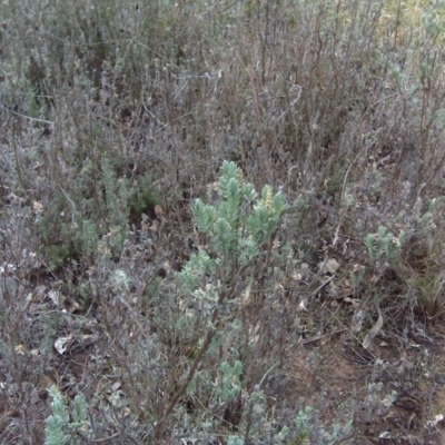 Lavandula stoechas (Spanish Lavender or Topped Lavender) at Isaacs, ACT - 18 Jun 2016 by Mike