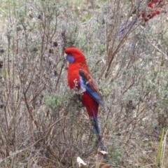 Platycercus elegans (Crimson Rosella) at Isaacs, ACT - 18 Jun 2016 by Mike