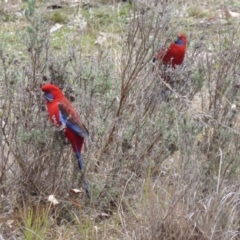 Platycercus elegans at Isaacs, ACT - 18 Jun 2016 03:18 PM