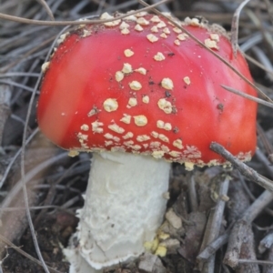 Amanita muscaria at Lyneham, ACT - 6 Jun 2016 12:00 AM