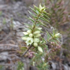 Melichrus urceolatus (Urn Heath) at Farrer Ridge - 18 Jun 2016 by Mike