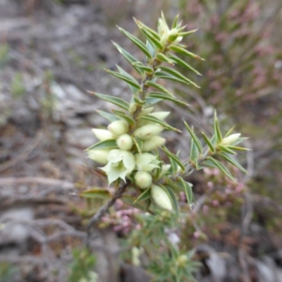 Melichrus urceolatus (Urn Heath) at Farrer, ACT - 18 Jun 2016 by Mike