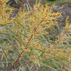 Acacia boormanii (Snowy River Wattle) at Farrer Ridge - 18 Jun 2016 by Mike