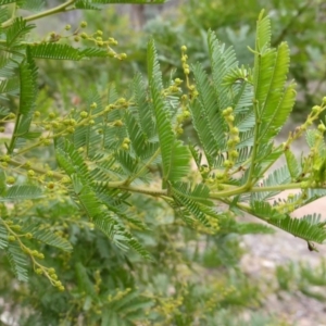 Acacia decurrens at Farrer, ACT - 18 Jun 2016 03:38 PM