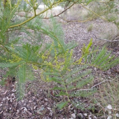 Acacia decurrens (Green Wattle) at Farrer Ridge - 18 Jun 2016 by Mike