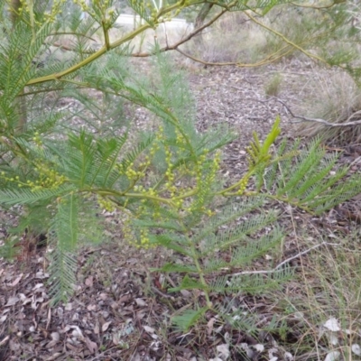 Acacia decurrens (Green Wattle) at Farrer, ACT - 18 Jun 2016 by Mike