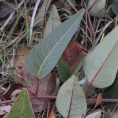 Hardenbergia violacea (False Sarsaparilla) at Lyneham, ACT - 6 Jun 2016 by PeteWoodall