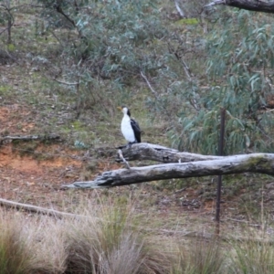 Microcarbo melanoleucos at Canberra Central, ACT - 19 Jun 2016